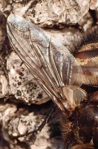 Panzeria puparum
